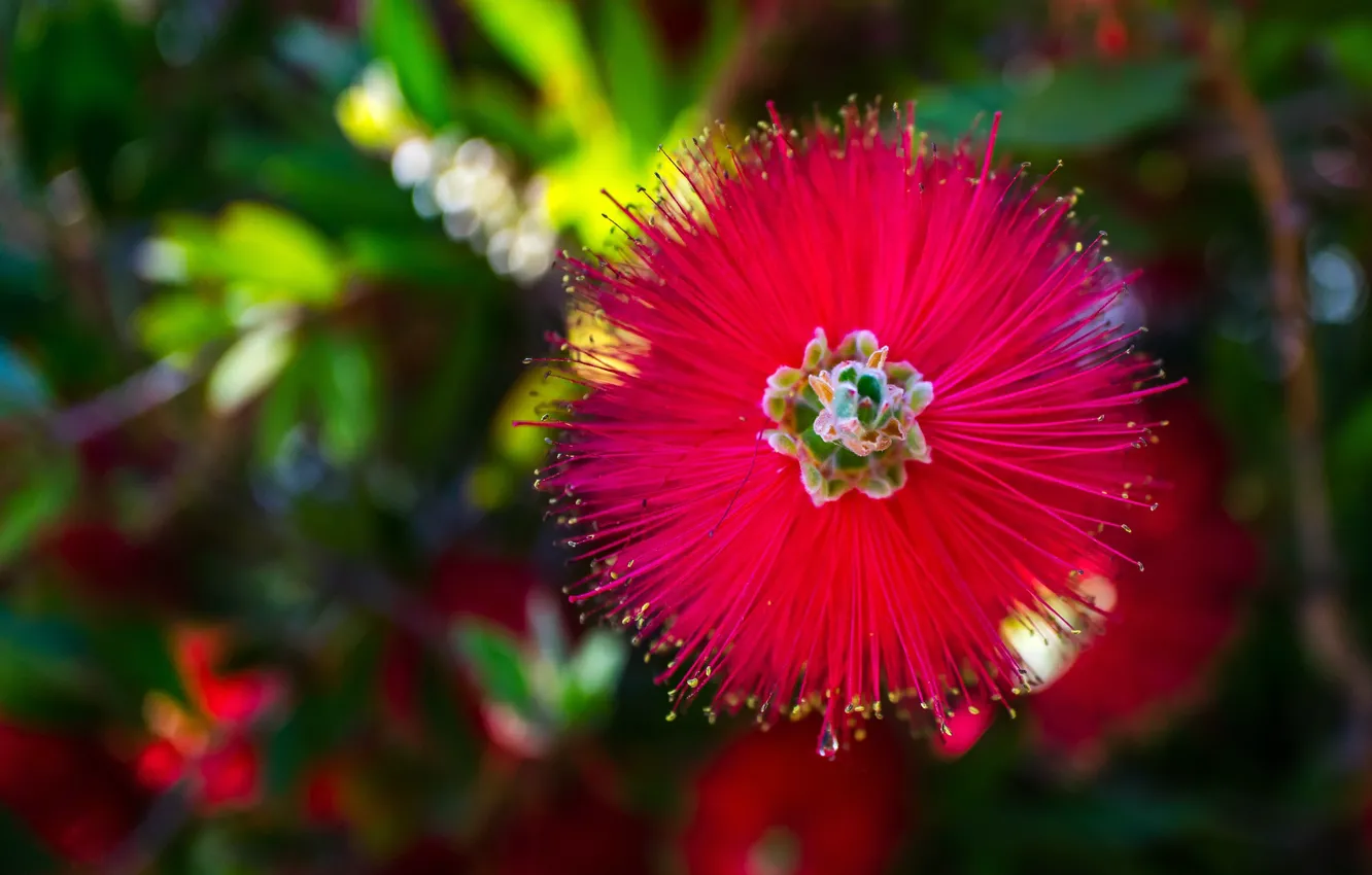 Photo wallpaper macro, nature, petals, exotic, Callistemon