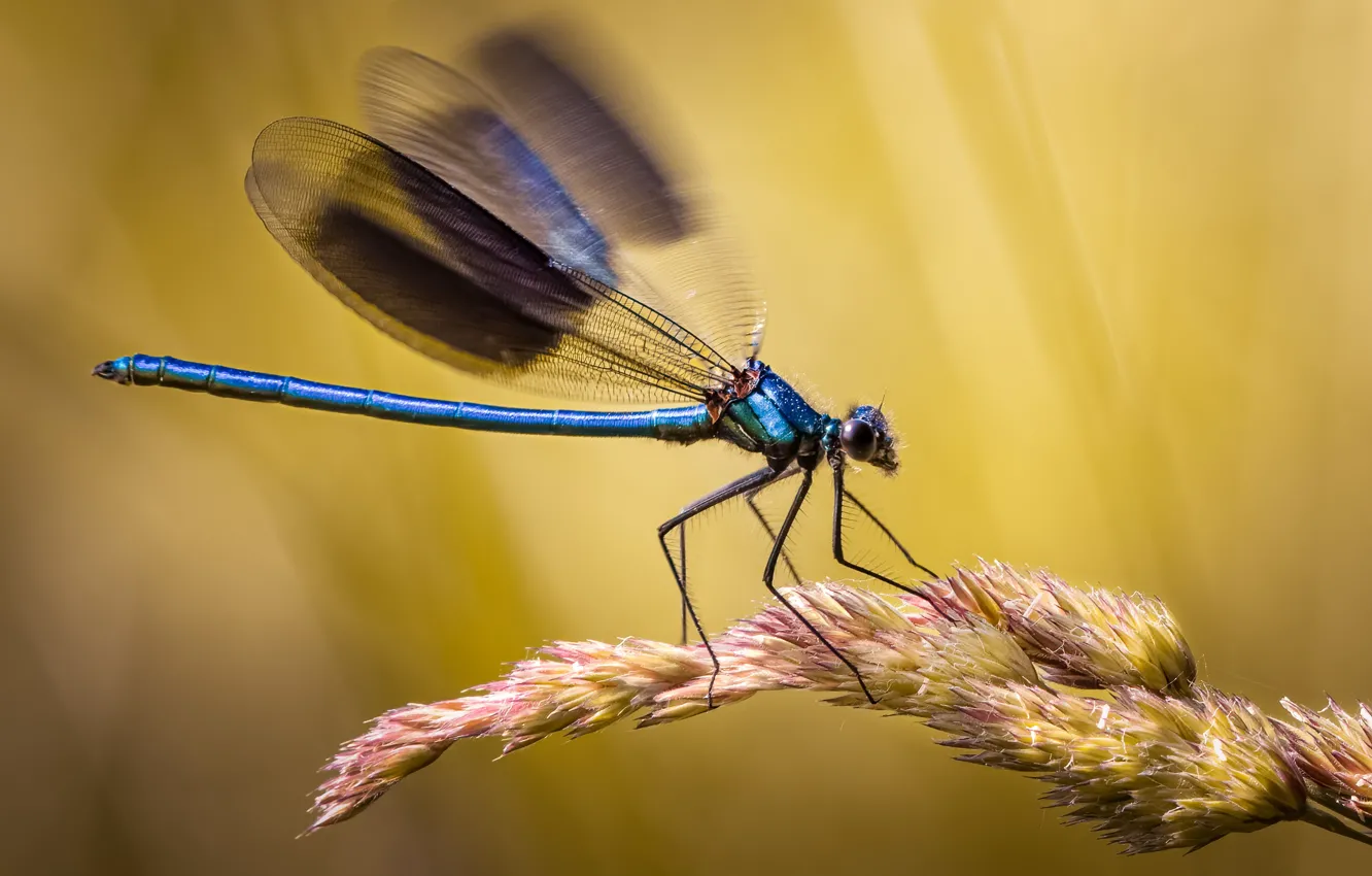 Photo wallpaper macro, dragonfly, insect