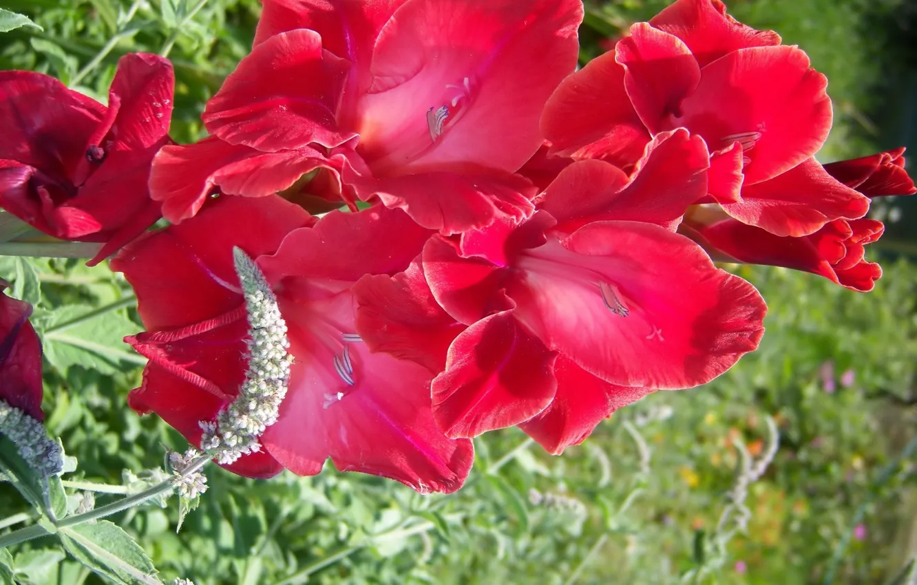 Photo wallpaper flowers, red, gladiolus, Meduzanol ©