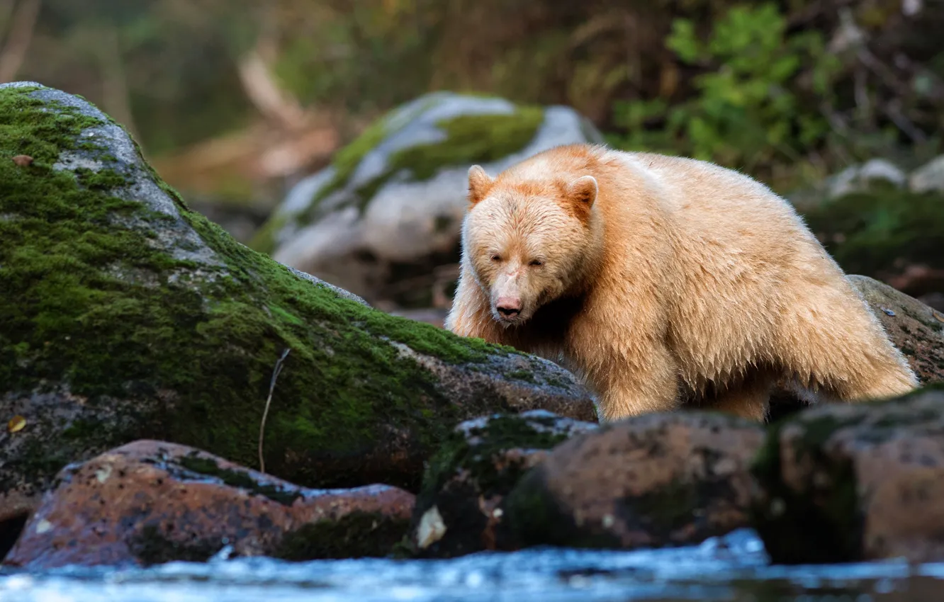 Photo wallpaper forest, pose, stones, moss, light, bear, pond, wildlife
