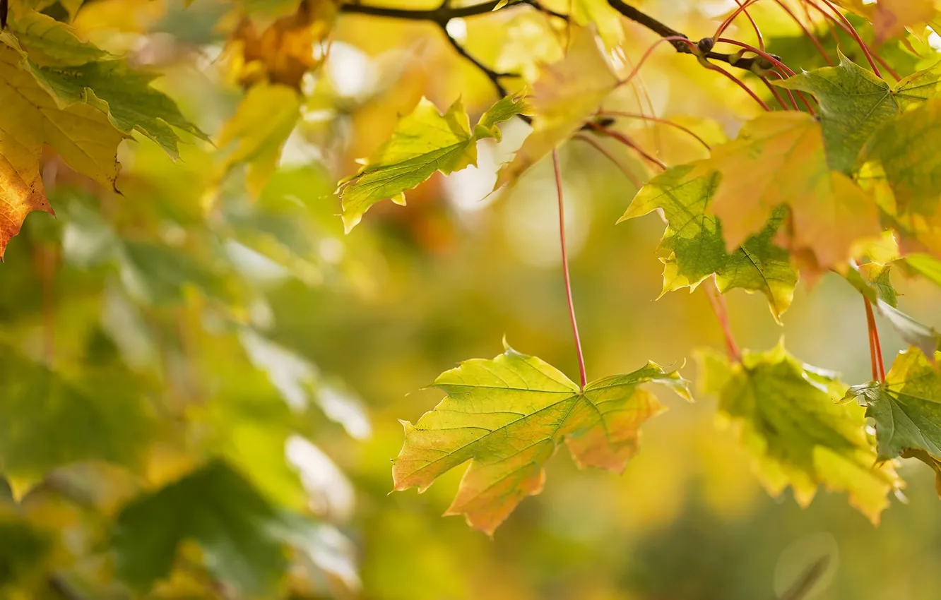 Photo wallpaper autumn, leaves, macro, branches, maple
