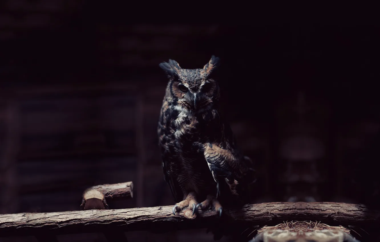 Photo wallpaper owl, bird, twilight, owl