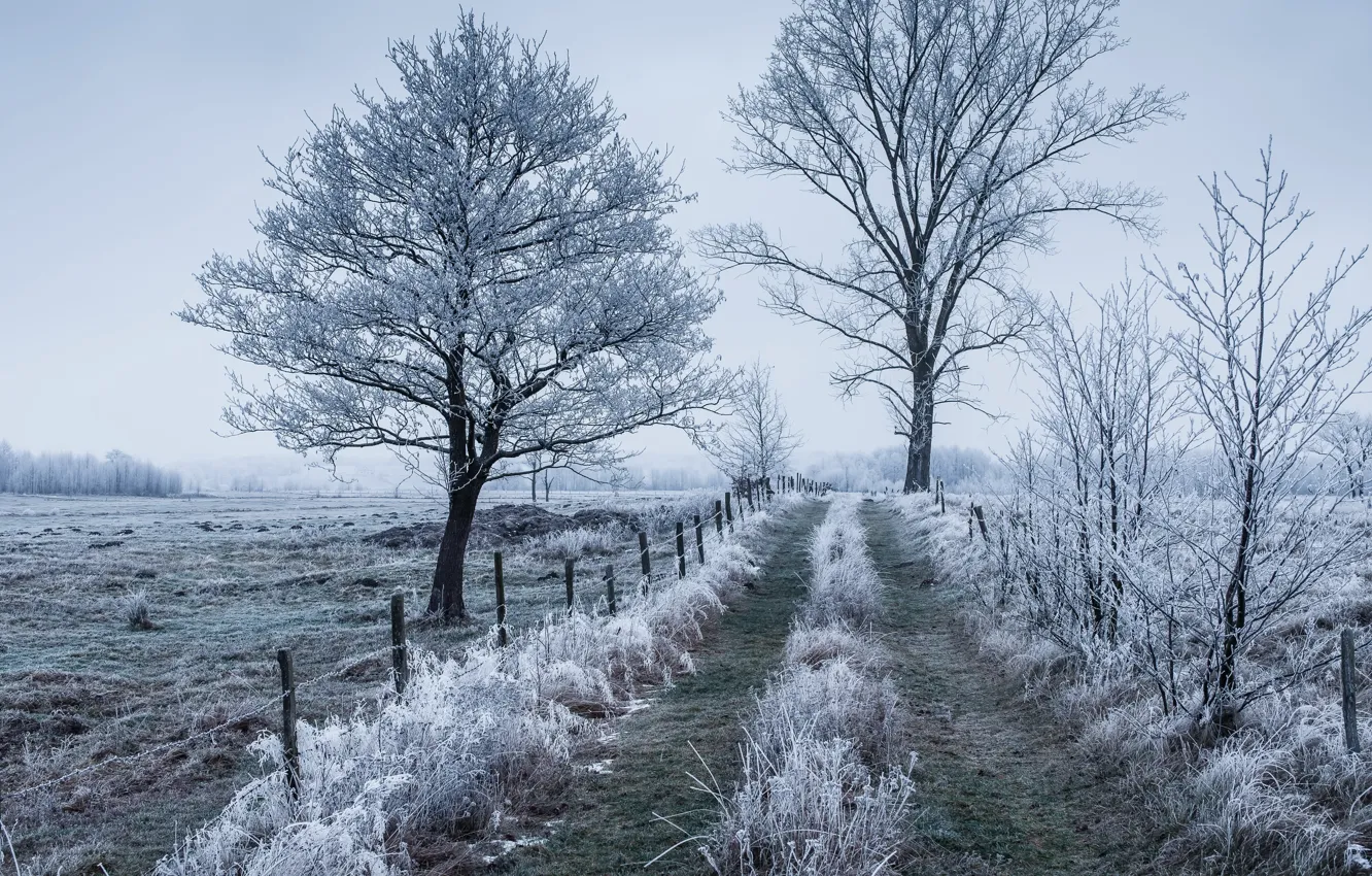 Photo wallpaper winter, frost, field
