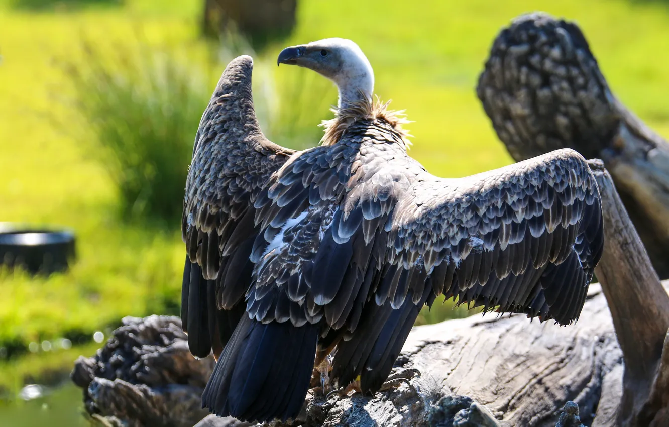 Photo wallpaper look, light, trees, nature, background, bird, wings, predator