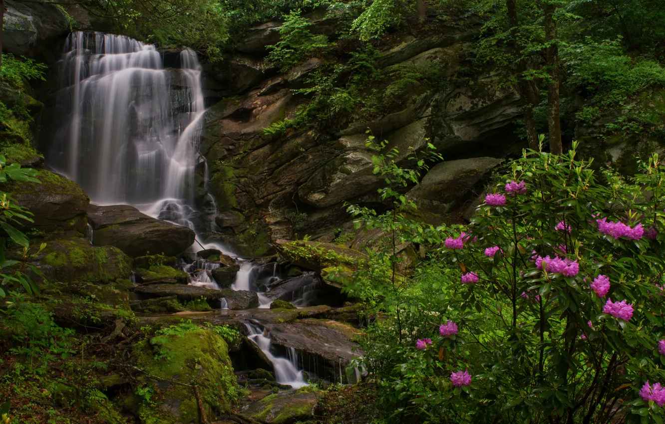 Photo wallpaper rocks, waterfall, the bushes, North Carolina, North Carolina, rhododendrons, Etowah, Seven Falls