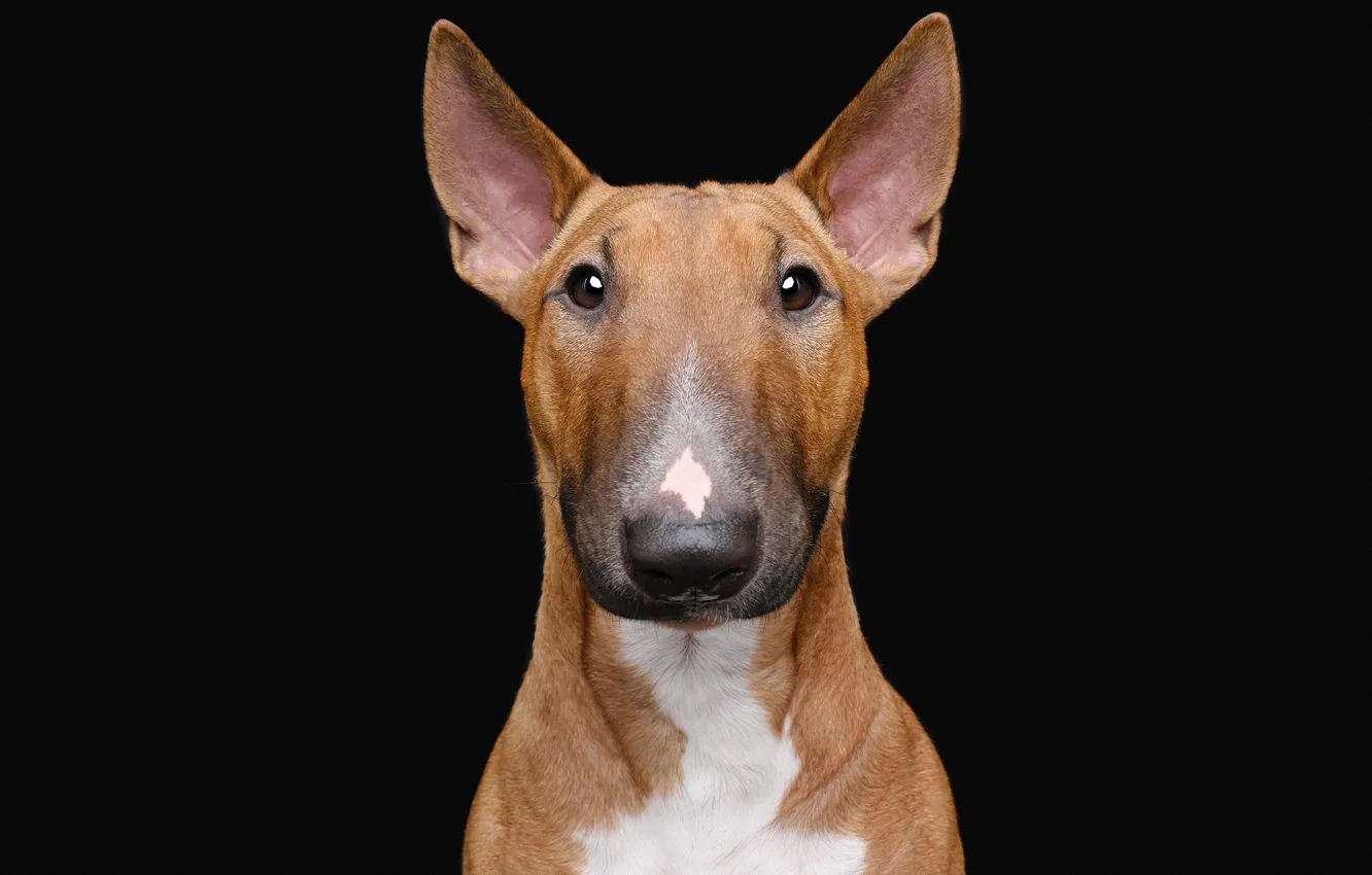 Photo wallpaper portrait, dog, black background, bull Terrier, the dark background