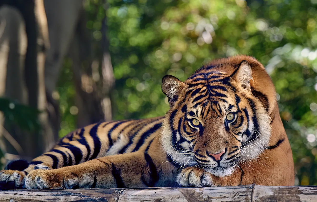 Photo wallpaper greens, look, face, trees, tiger, pose, paws, lies