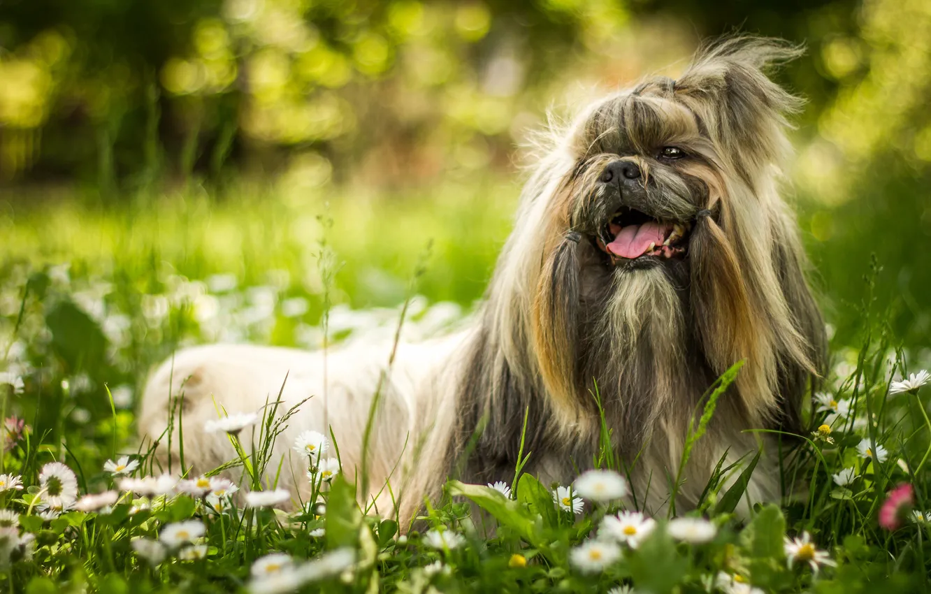 Photo wallpaper greens, language, summer, grass, flowers, nature, smile, Park