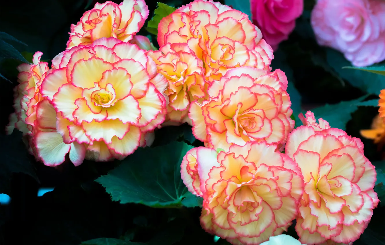 Photo wallpaper flowers, yellow-pink, begonia, Terry