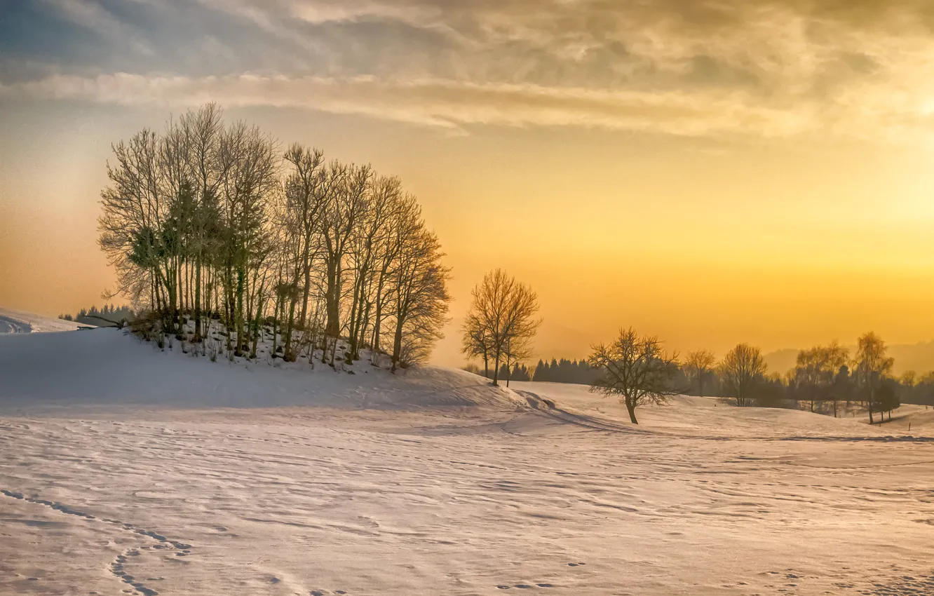 Photo wallpaper winter, snow, trees, hill
