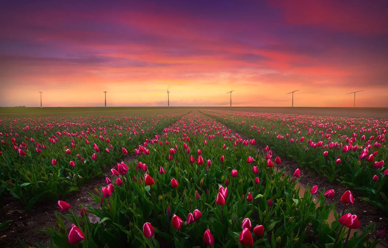 Photo wallpaper field, the sky, sunset, tulips, Albert Dros