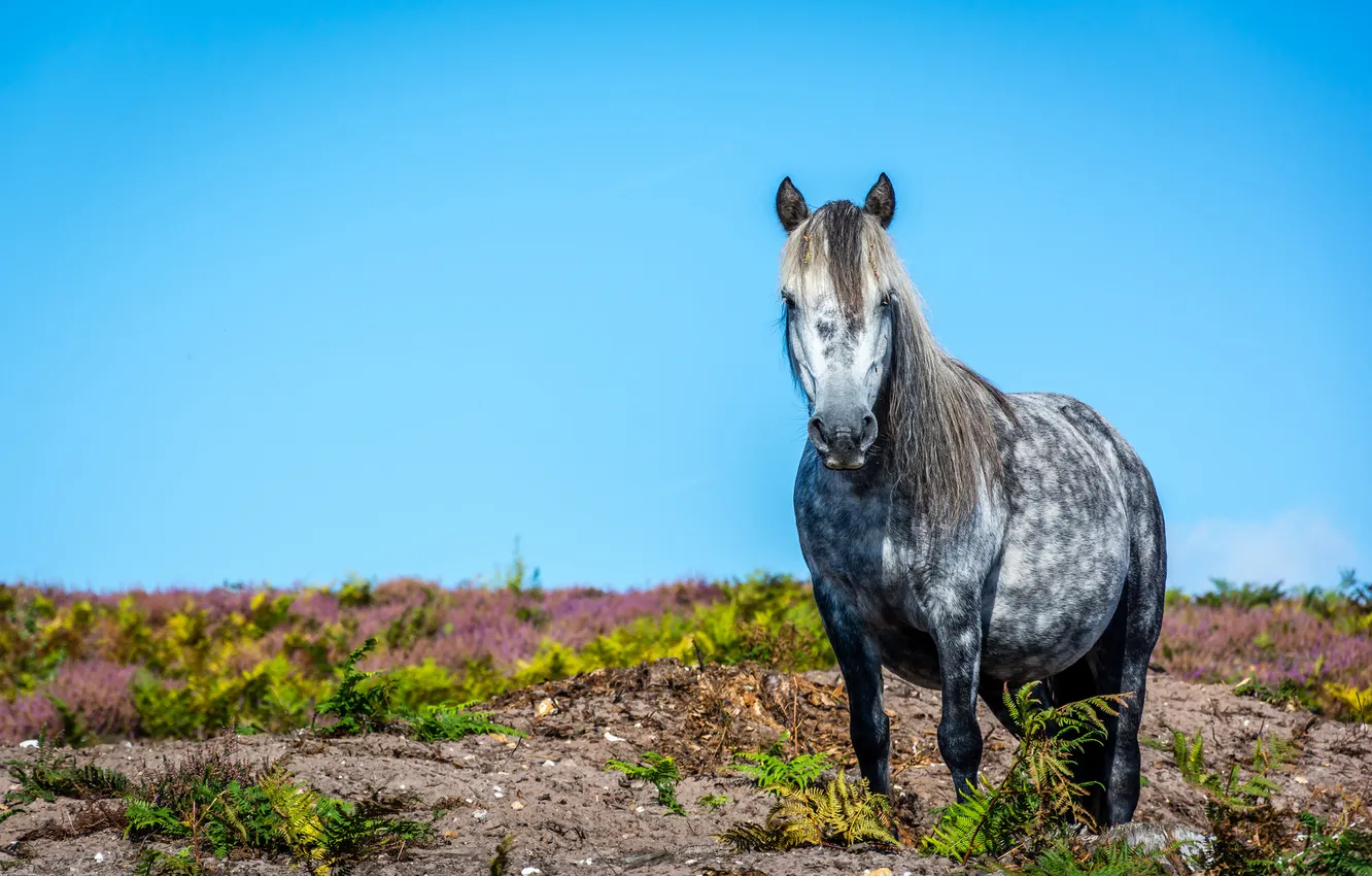 Photo wallpaper horse, horse, mane