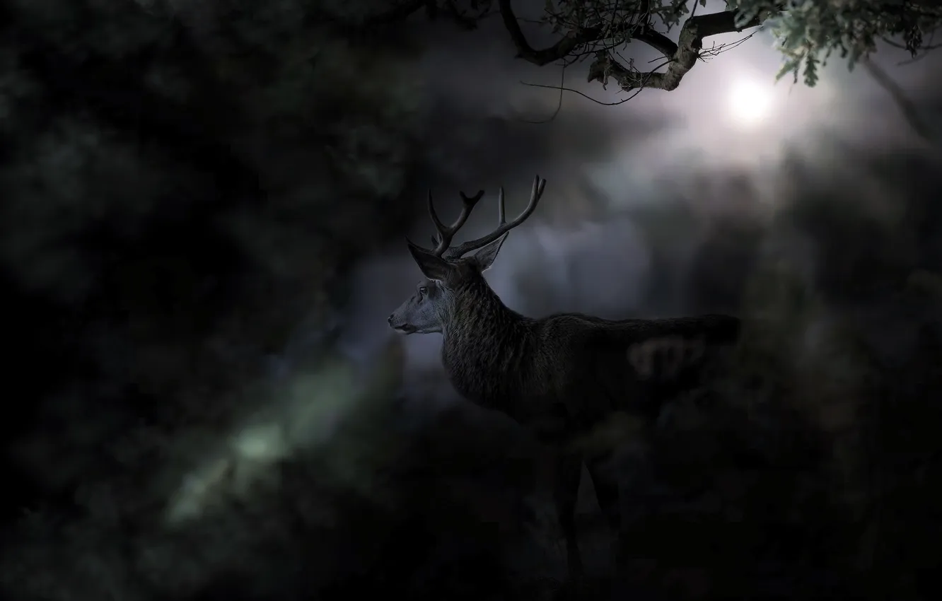 Photo wallpaper night, nature, deer
