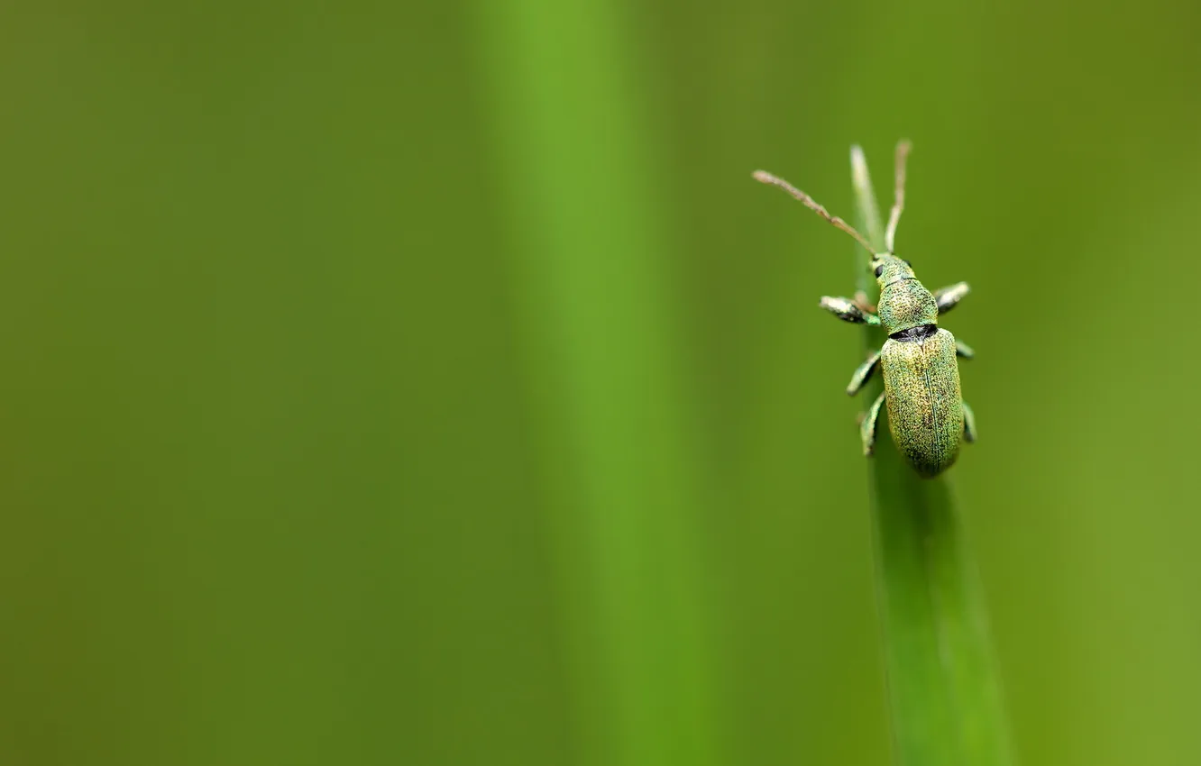 Photo wallpaper macro, nature, beetle