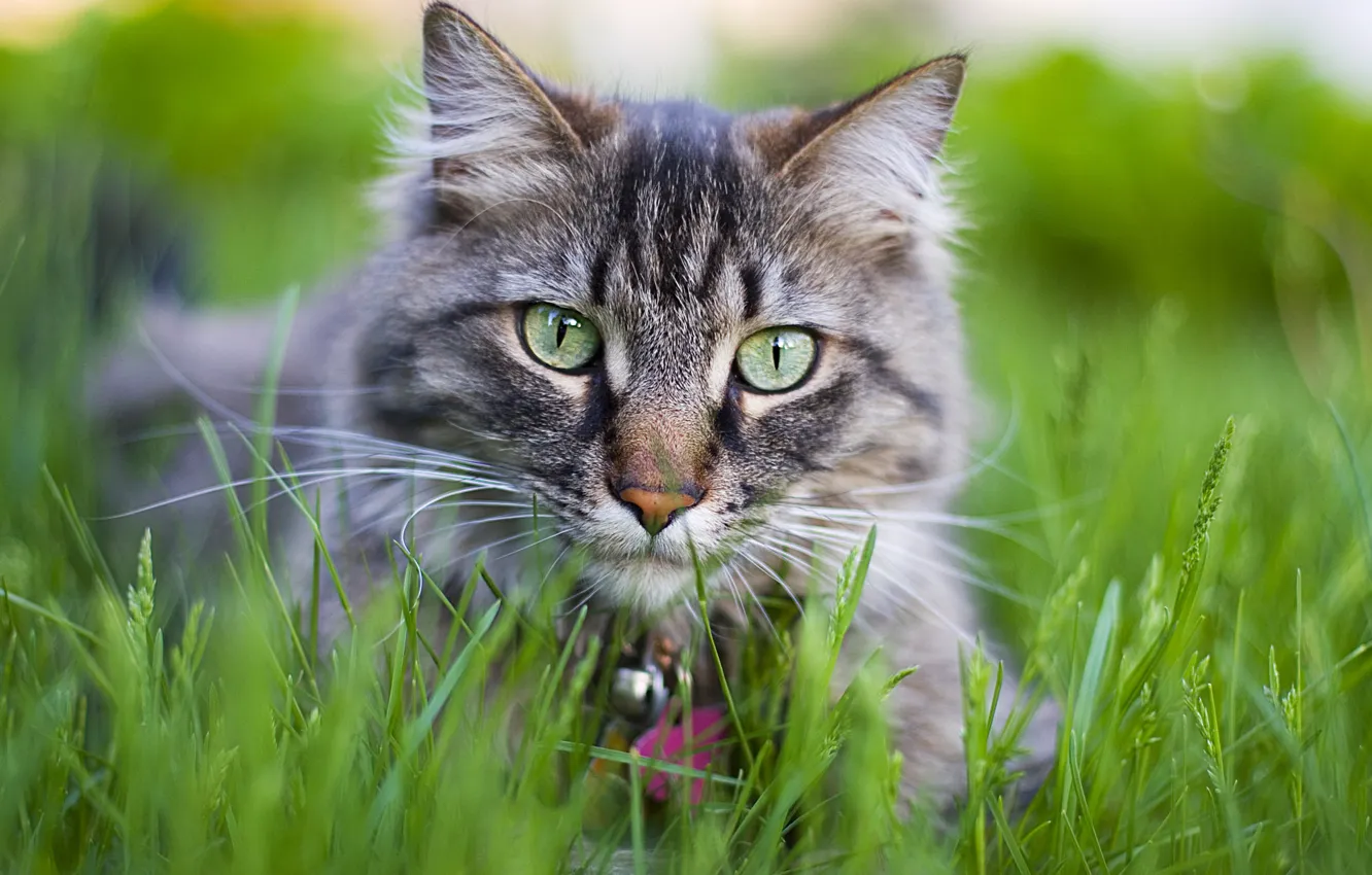 Photo wallpaper cat, grass, cat, flowers, kitty, pussy, kitty, cat