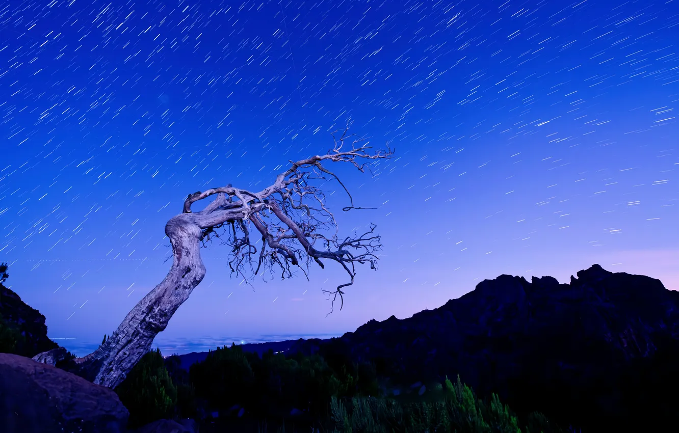 Photo wallpaper stars, trees, mountains, night, the beauty of nature