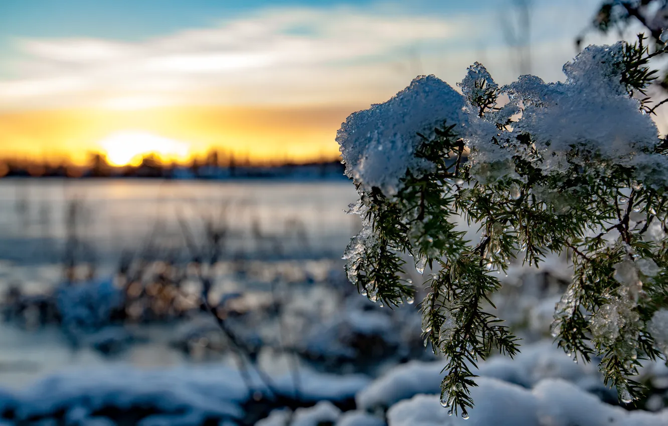Photo wallpaper the sun, snow, tree