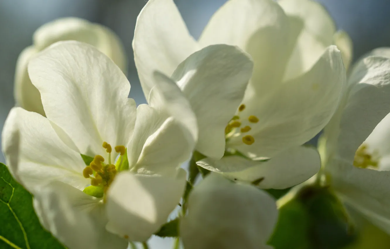 Photo wallpaper white, flower, Apple
