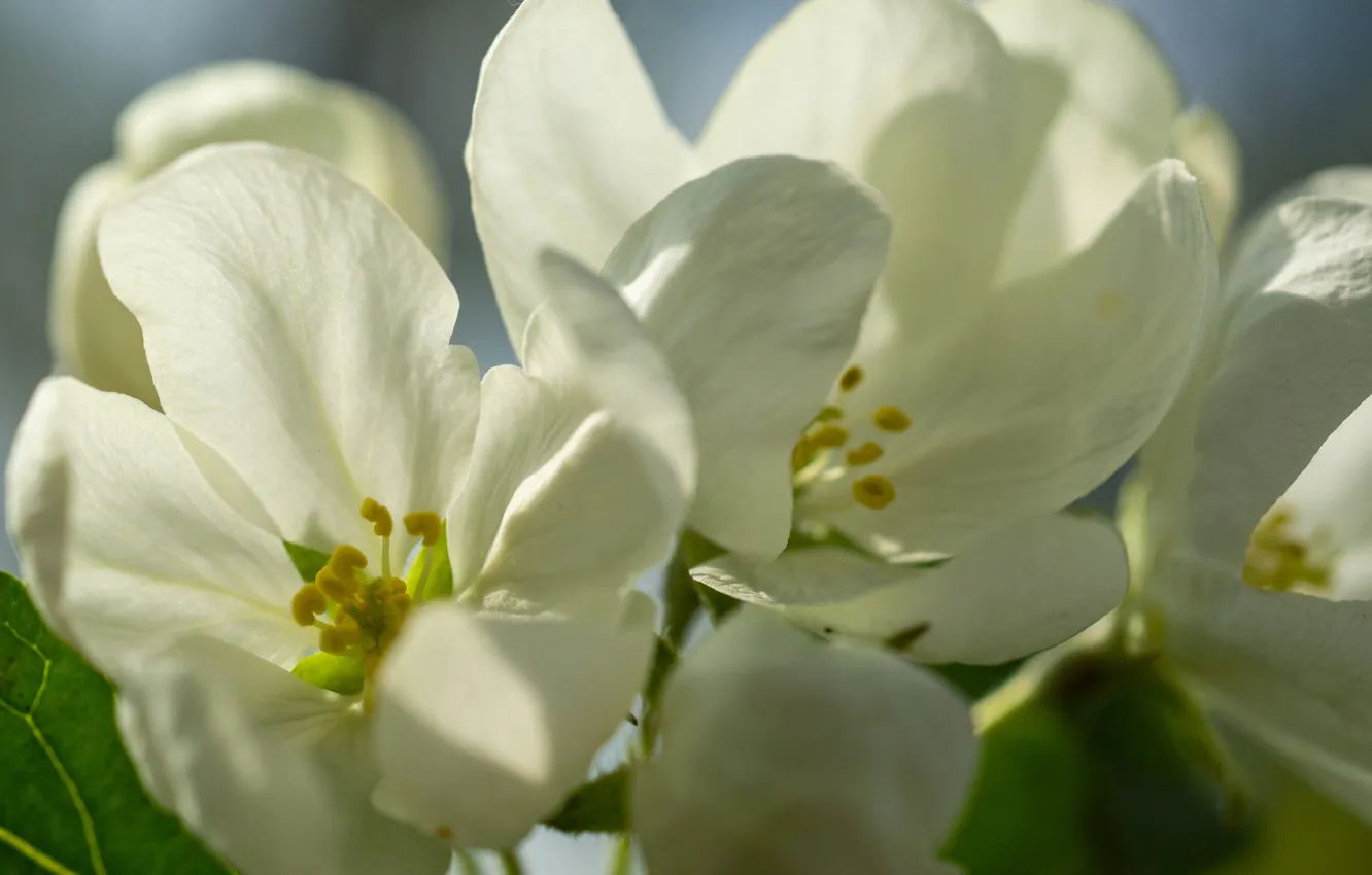 Photo wallpaper white, flowers, Apple