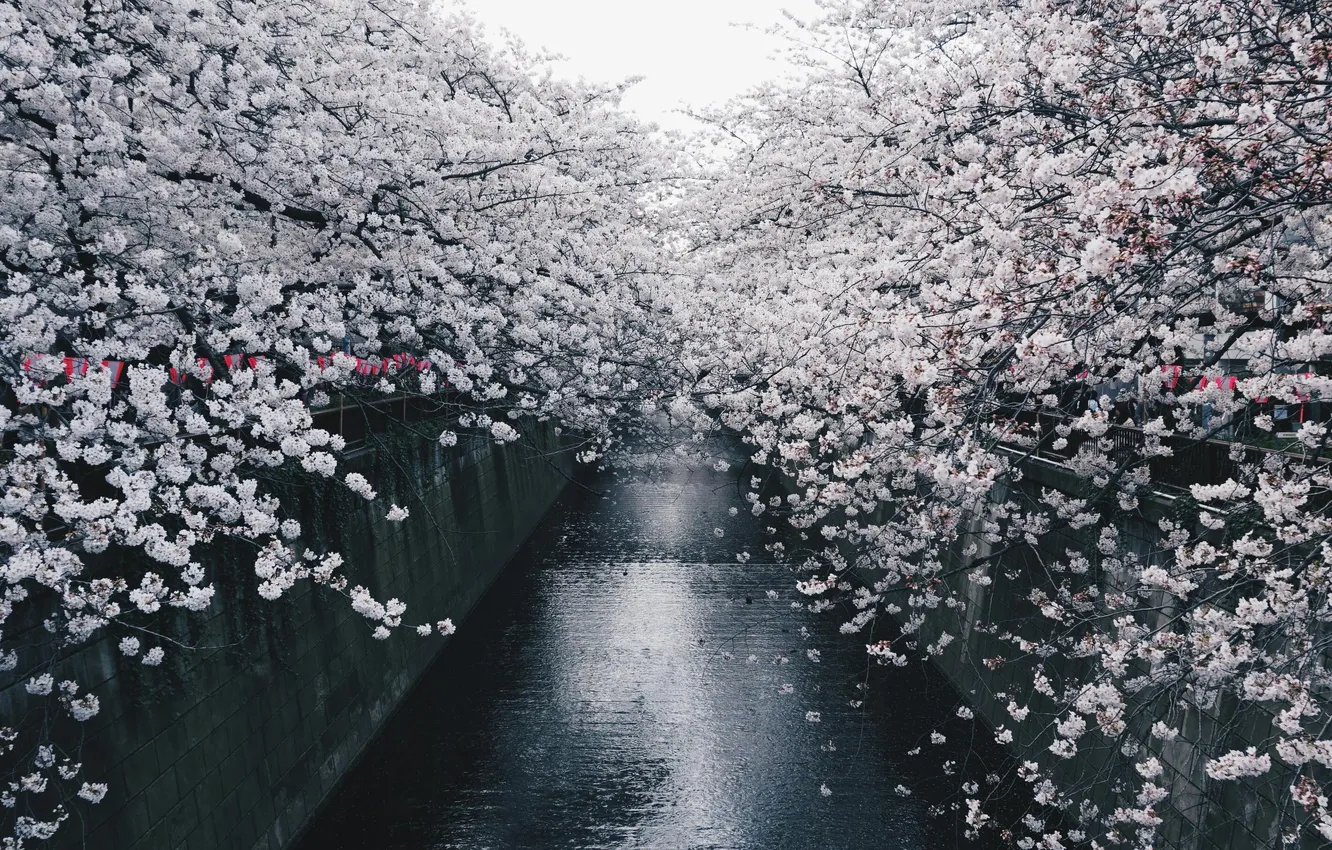 Photo wallpaper water, Japan, Sakura