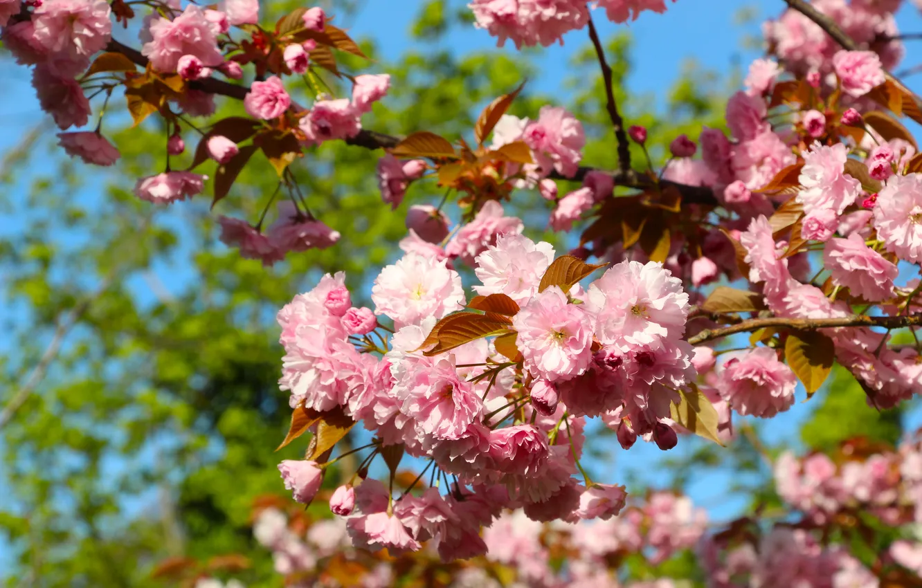 Photo wallpaper flowers, spring, Japanese cherry