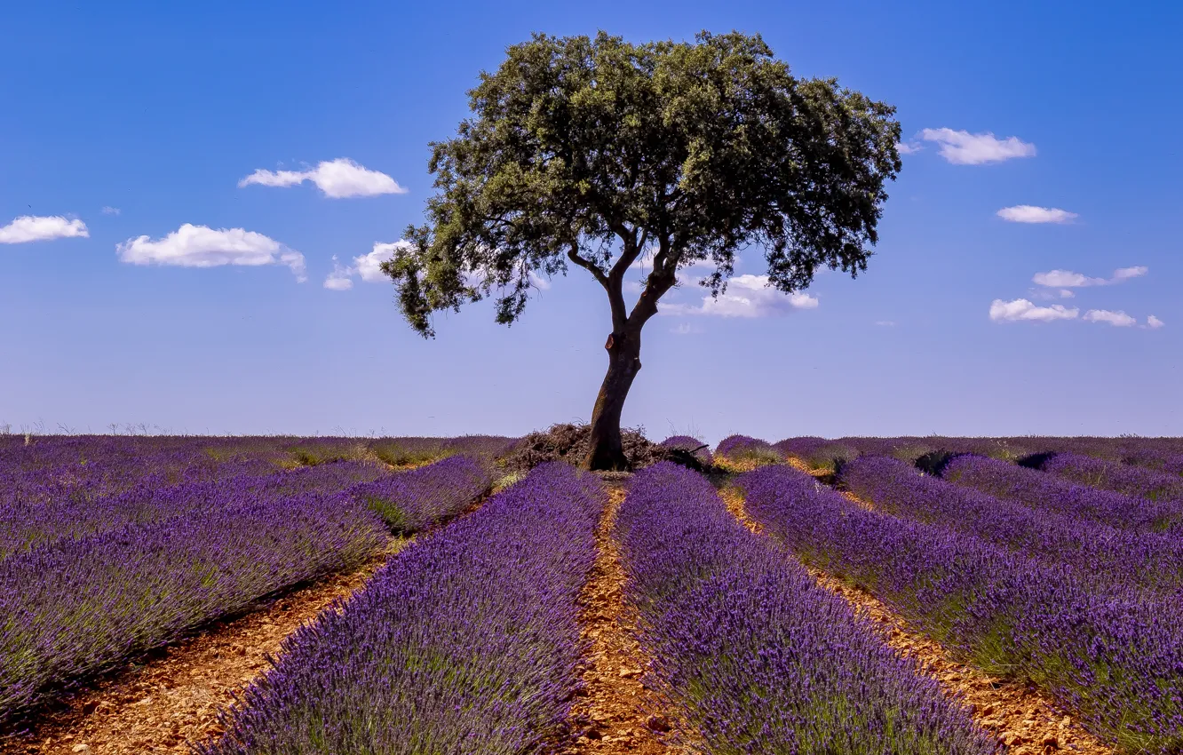 Photo wallpaper trees, lavender, lavender field