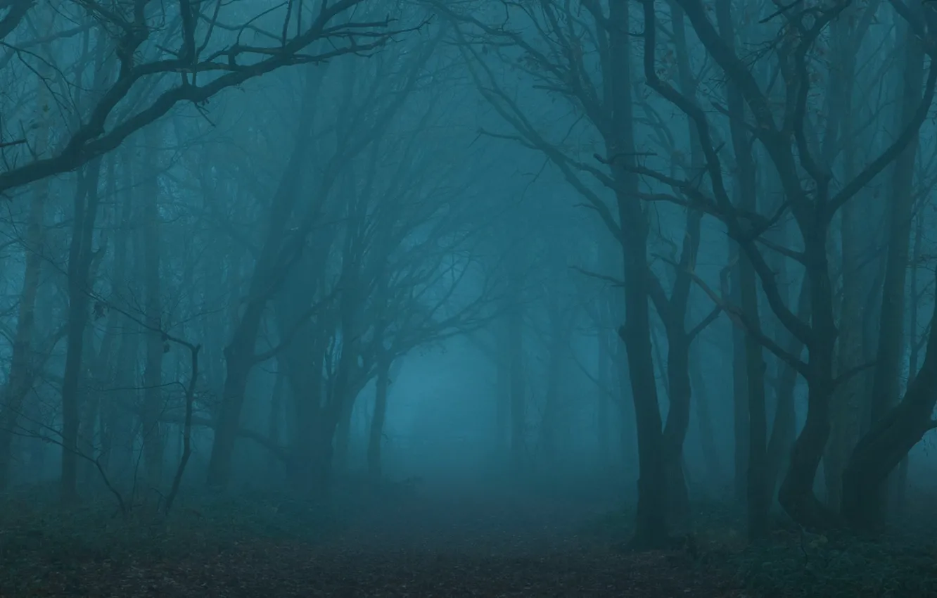 Photo wallpaper forest, trees, nature, fog, UK, United Kingdom, Toby Cunningham