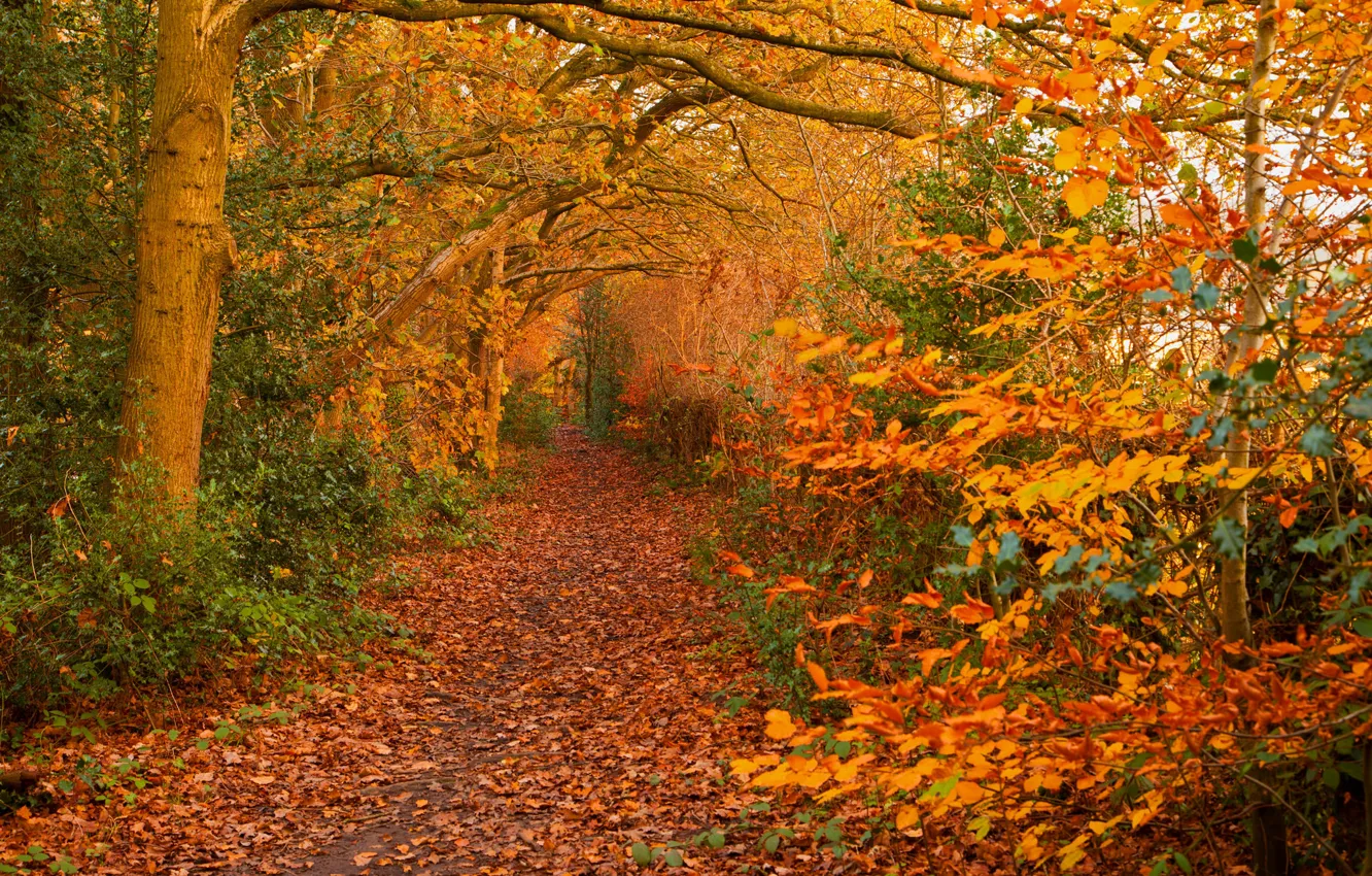 Photo wallpaper road, autumn, forest, leaves, trees