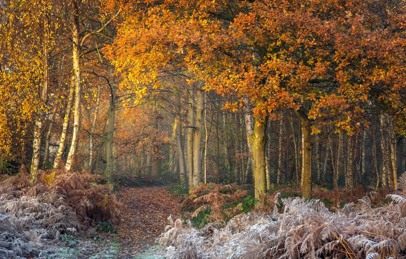 Photo wallpaper winter, frost, autumn, forest
