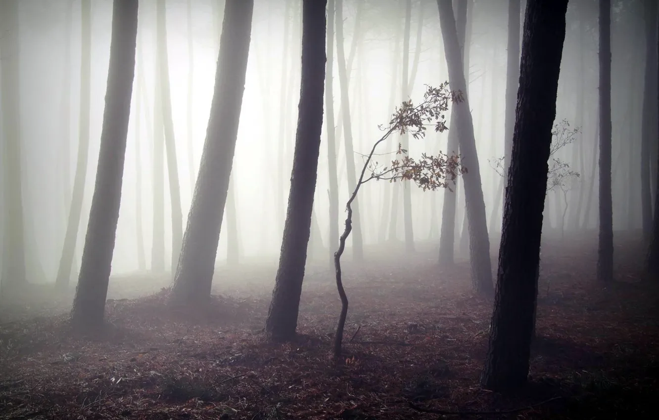 Photo wallpaper forest, trees, nature, fog