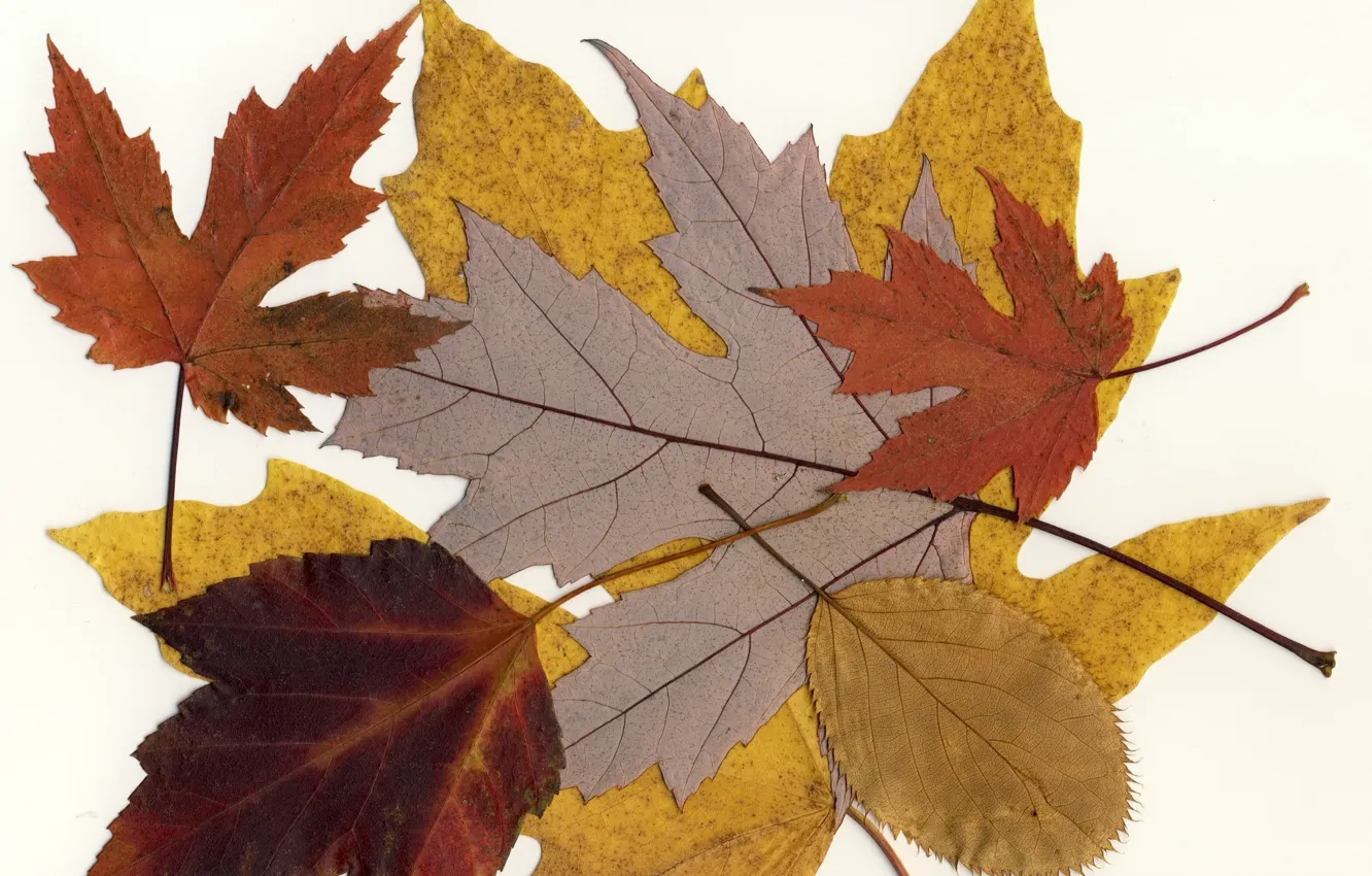 Photo wallpaper leaves, macro, background