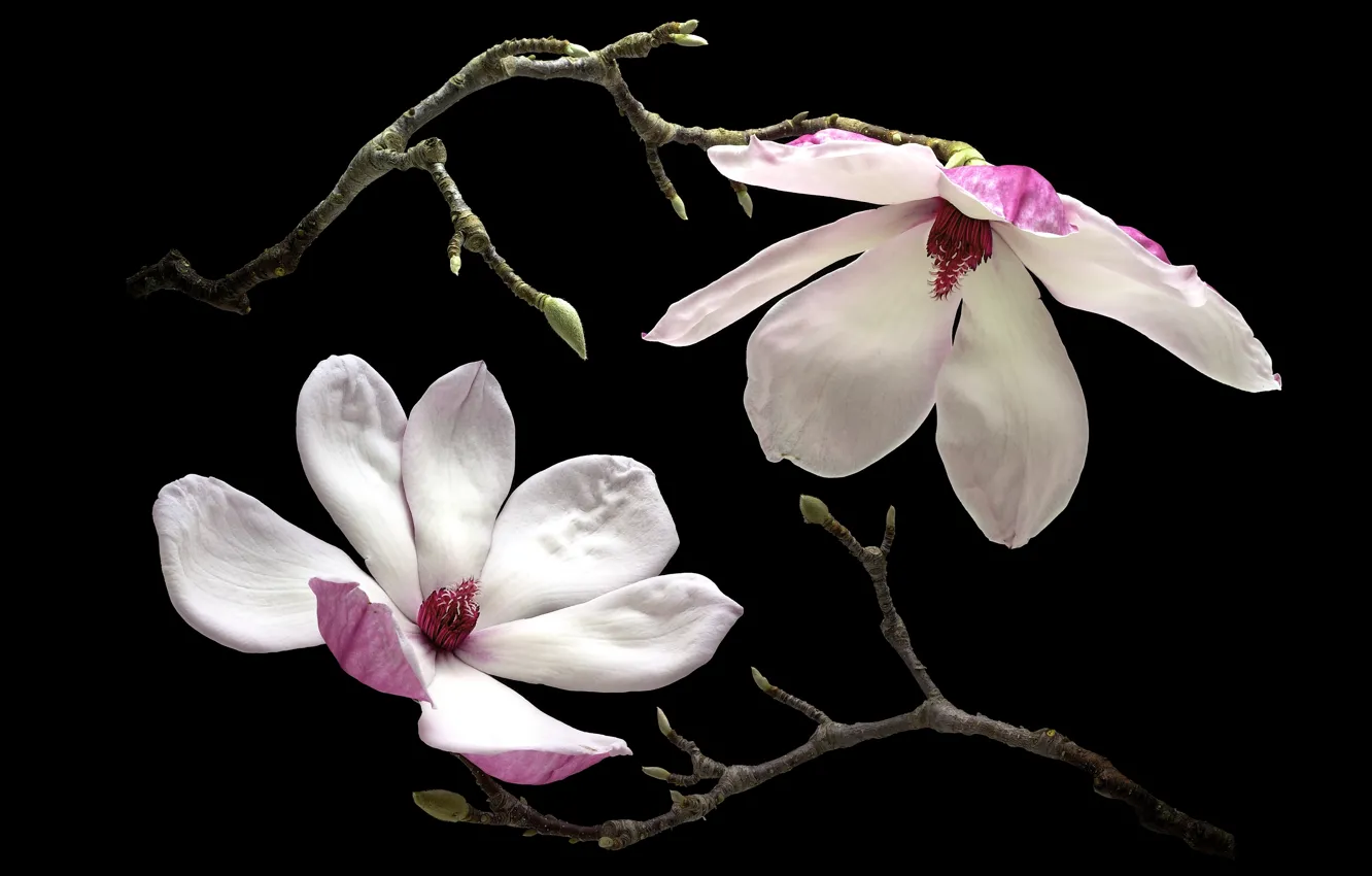 Photo wallpaper macro, petals, Magnolia