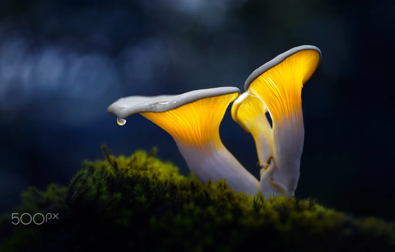 Photo wallpaper drops, macro, light, mushrooms, moss, bokeh