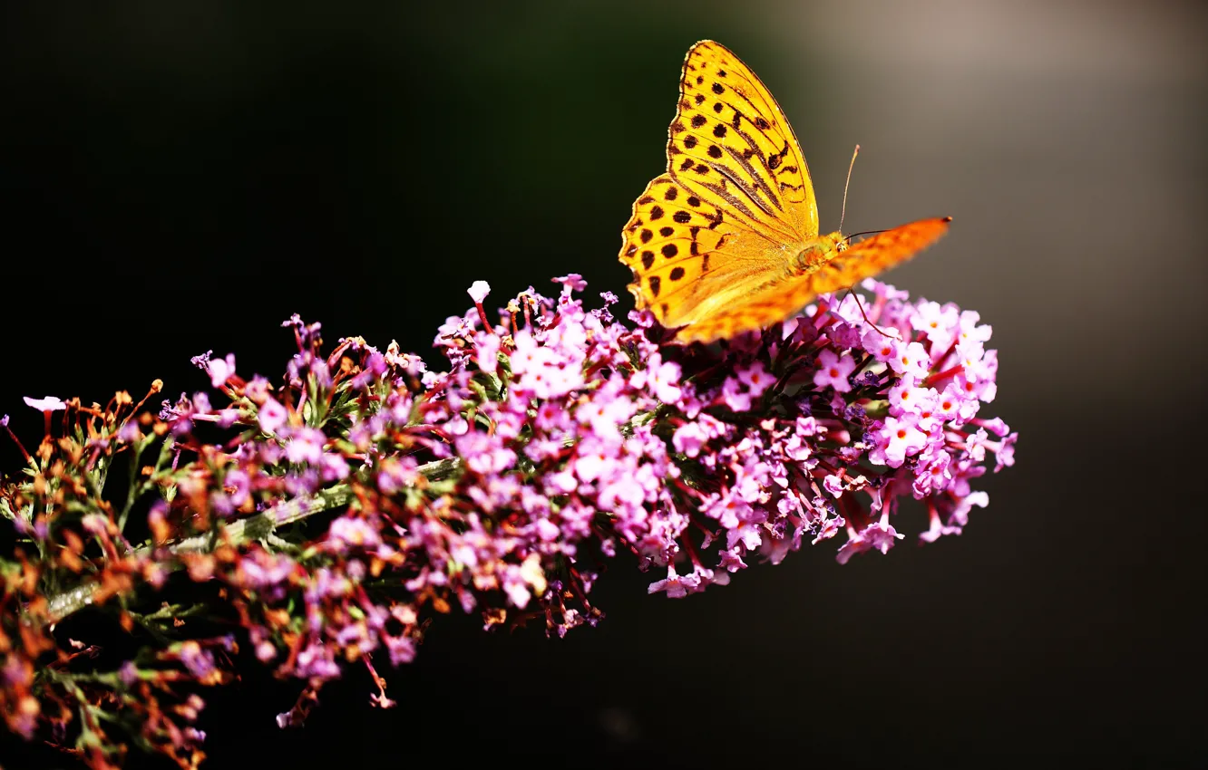Photo wallpaper flowers, butterfly, wings, insect, lilac