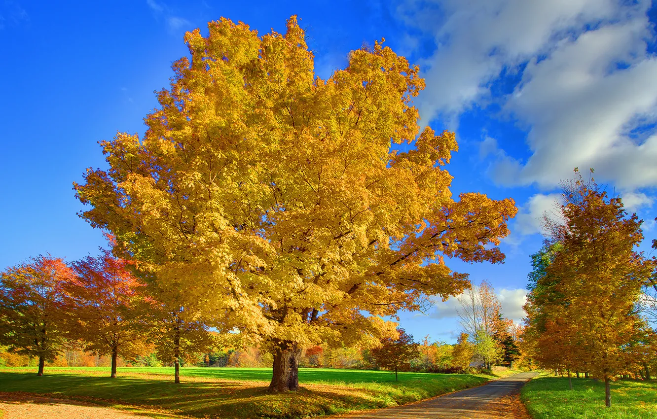 Photo wallpaper road, autumn, the sky, leaves, clouds, nature, Park, tree