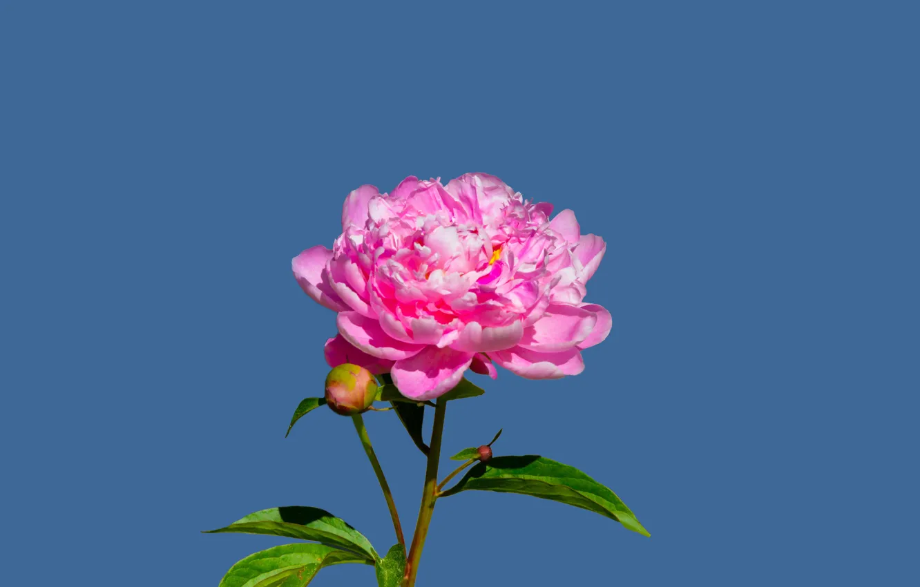 Photo wallpaper flower, peony, pexels