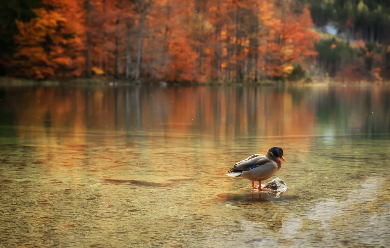 Photo wallpaper autumn, forest, nature, lake, reflection, stones, bird, shore