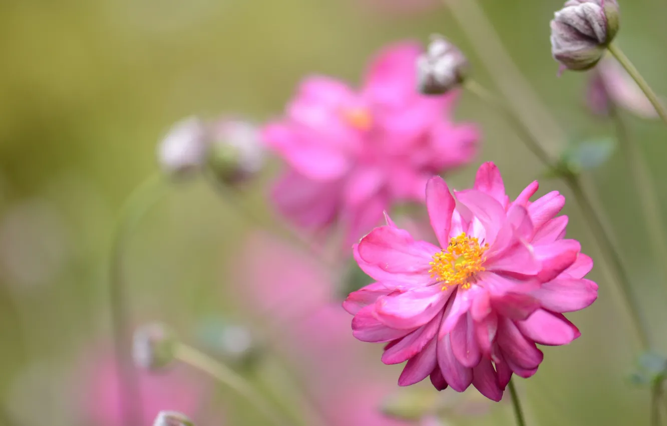 Photo wallpaper background, blur, flowerbed, Pink flower