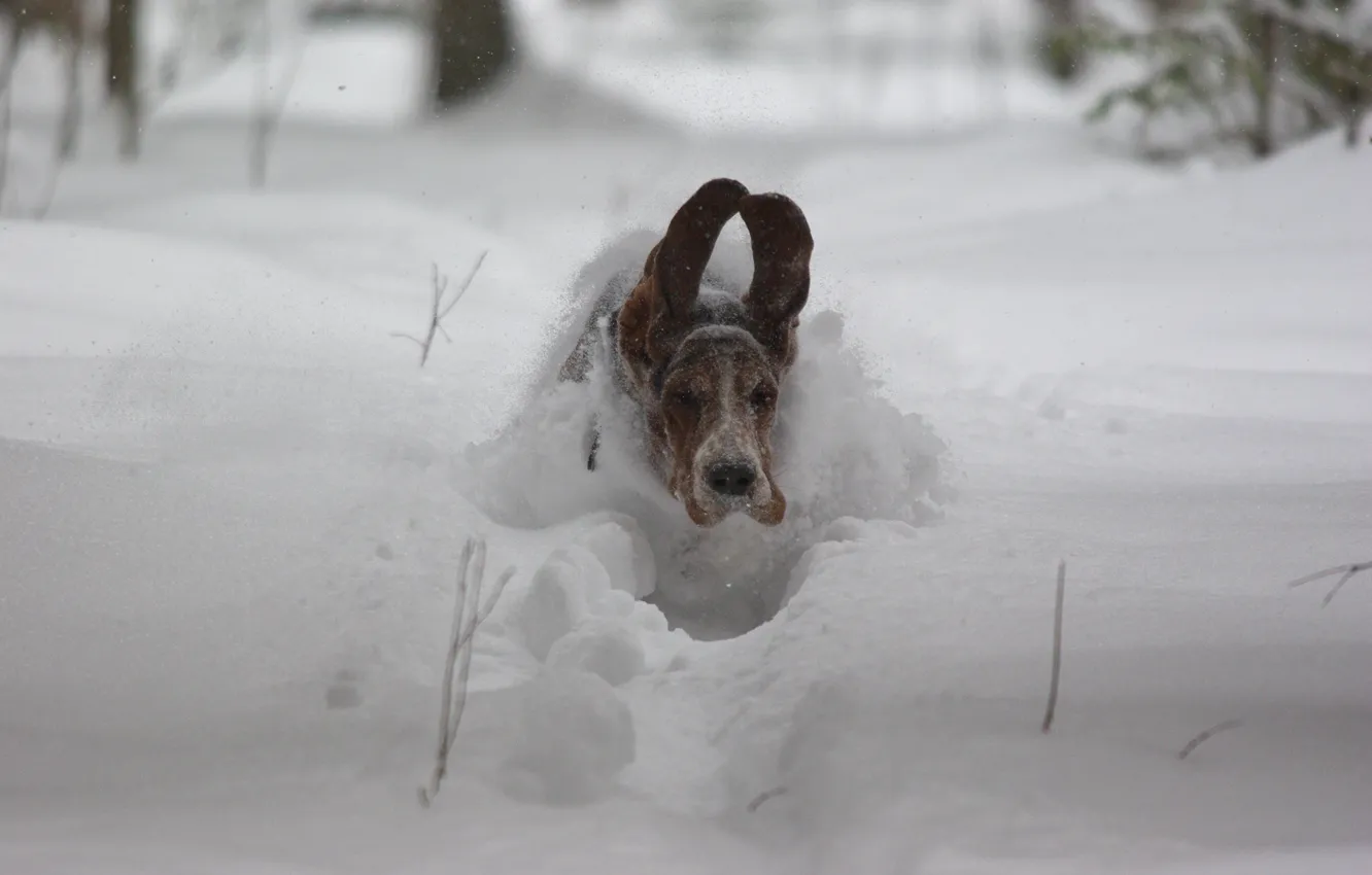 Photo wallpaper snow, speed, dog, flight, ears