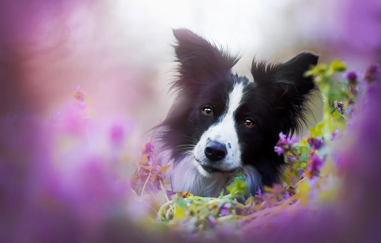 Photo wallpaper look, each, dog