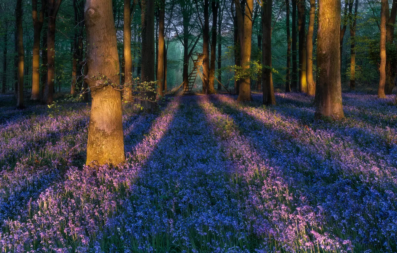 Photo wallpaper forest, trees, flowers, England, bells, England, Sussex, Sussex