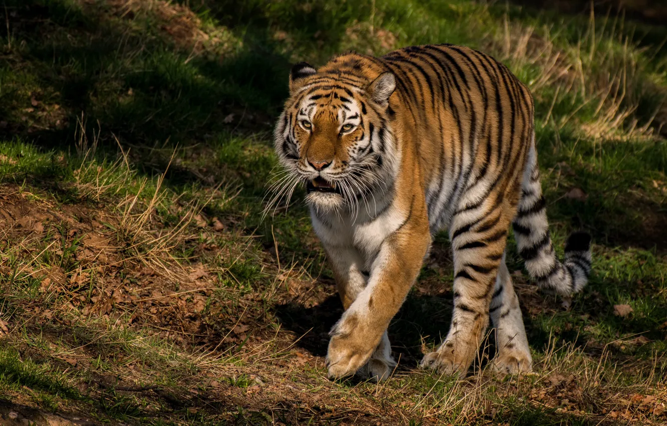Photo wallpaper summer, grass, look, face, light, nature, tiger, pose