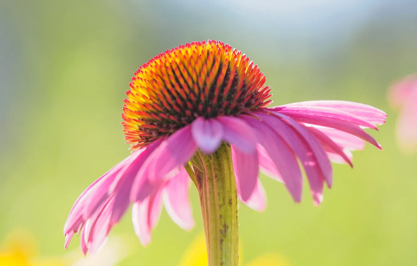 Photo wallpaper flowers, petals, Echinacea