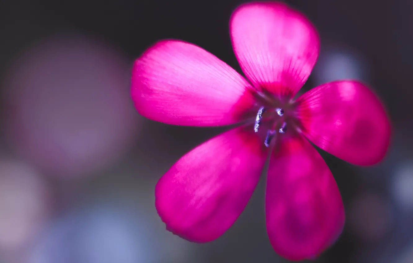 Photo wallpaper flowers, nature, petals