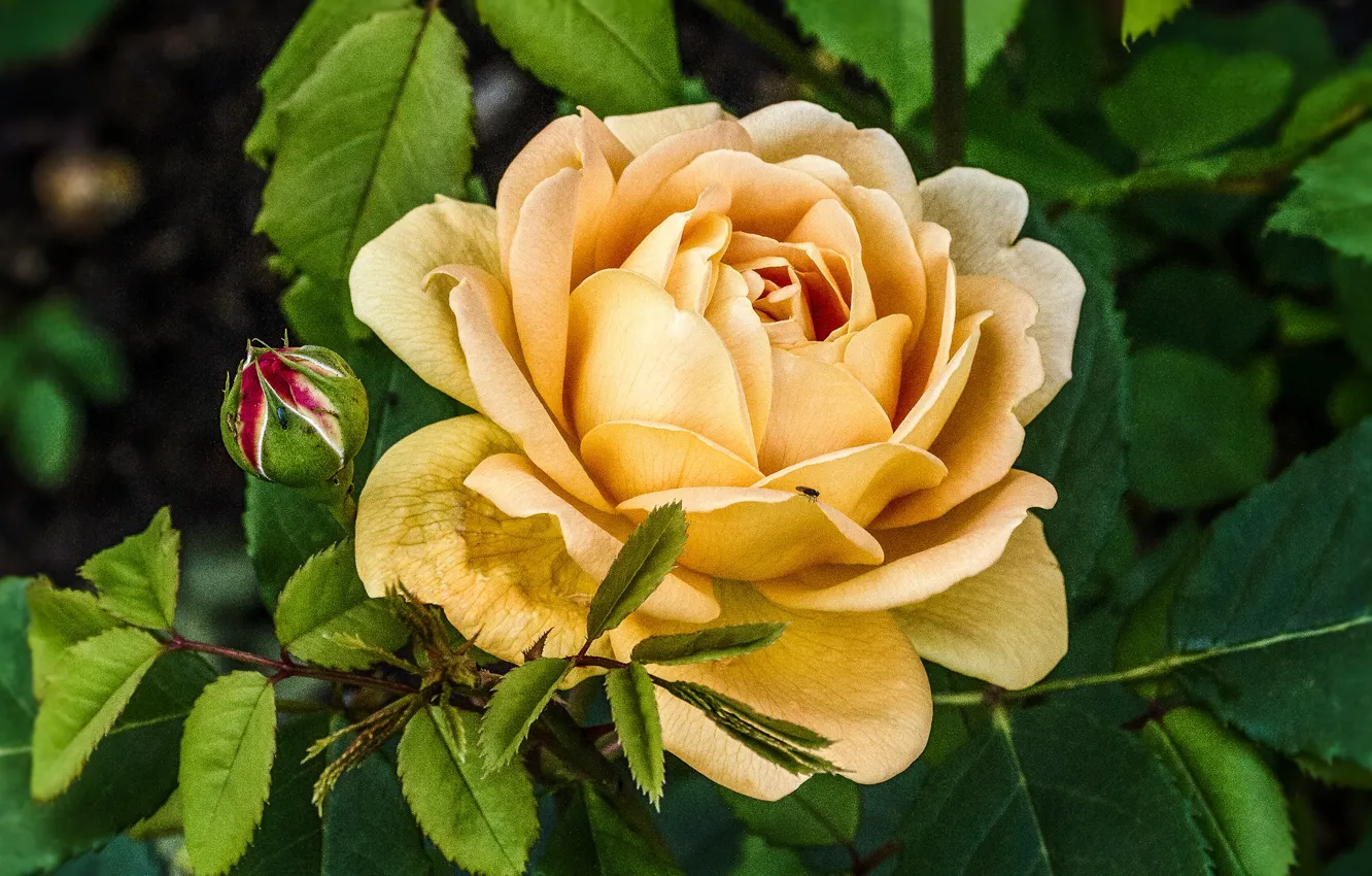 Photo wallpaper flower, rose, Bush, Bud, yellow