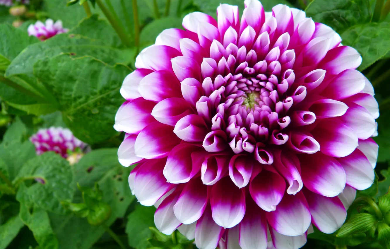 Photo wallpaper macro, pink, dahlias, Flower