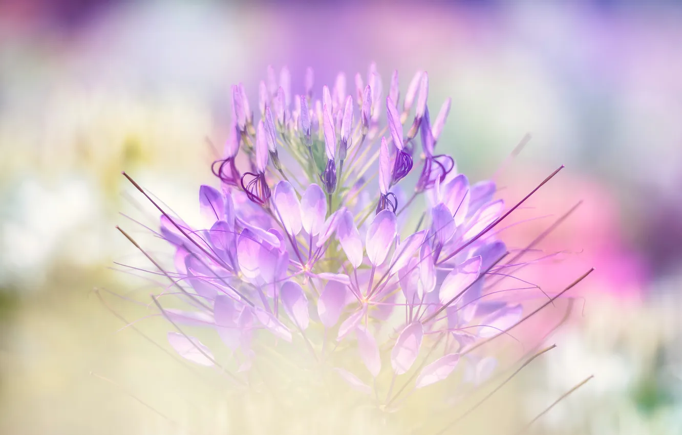 Photo wallpaper light, flowers, barb, spikes, gentle, lilac, bokeh, kleoma
