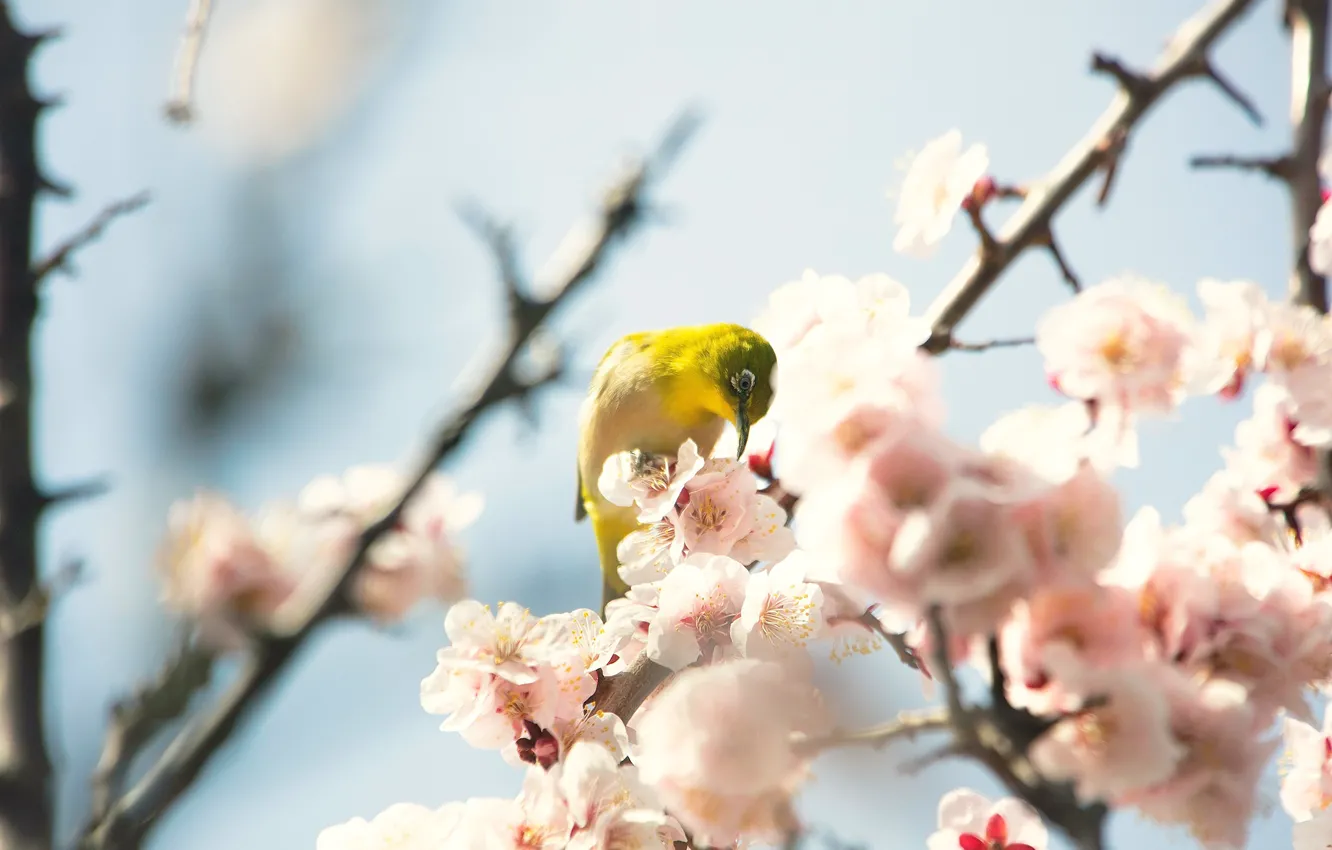 Photo wallpaper light, flowers, branches, yellow, bird, beauty, blur, spring