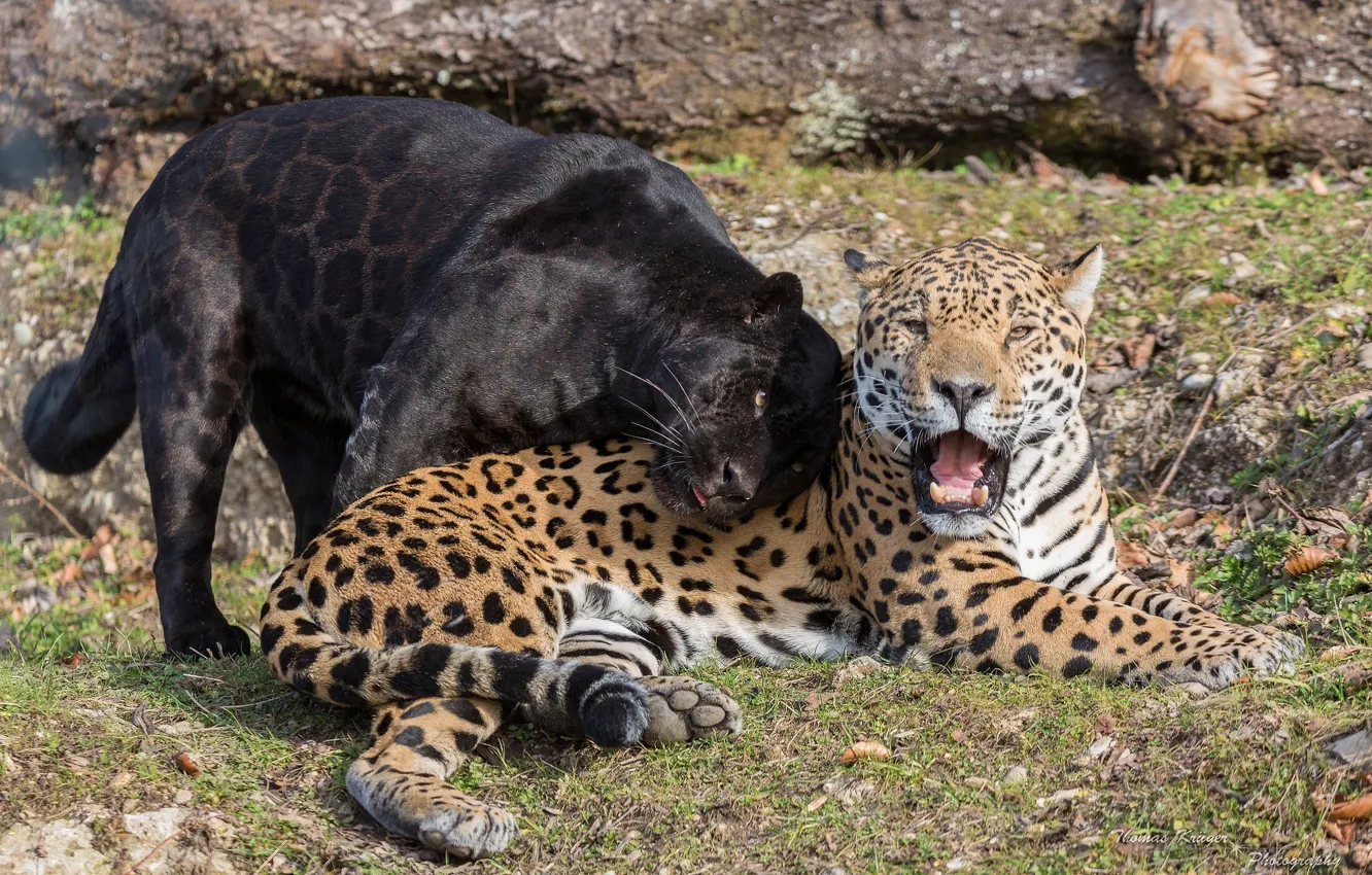 Photo wallpaper predators, Panther, mouth, pair, fangs, weasel, wild cats, black Jaguar