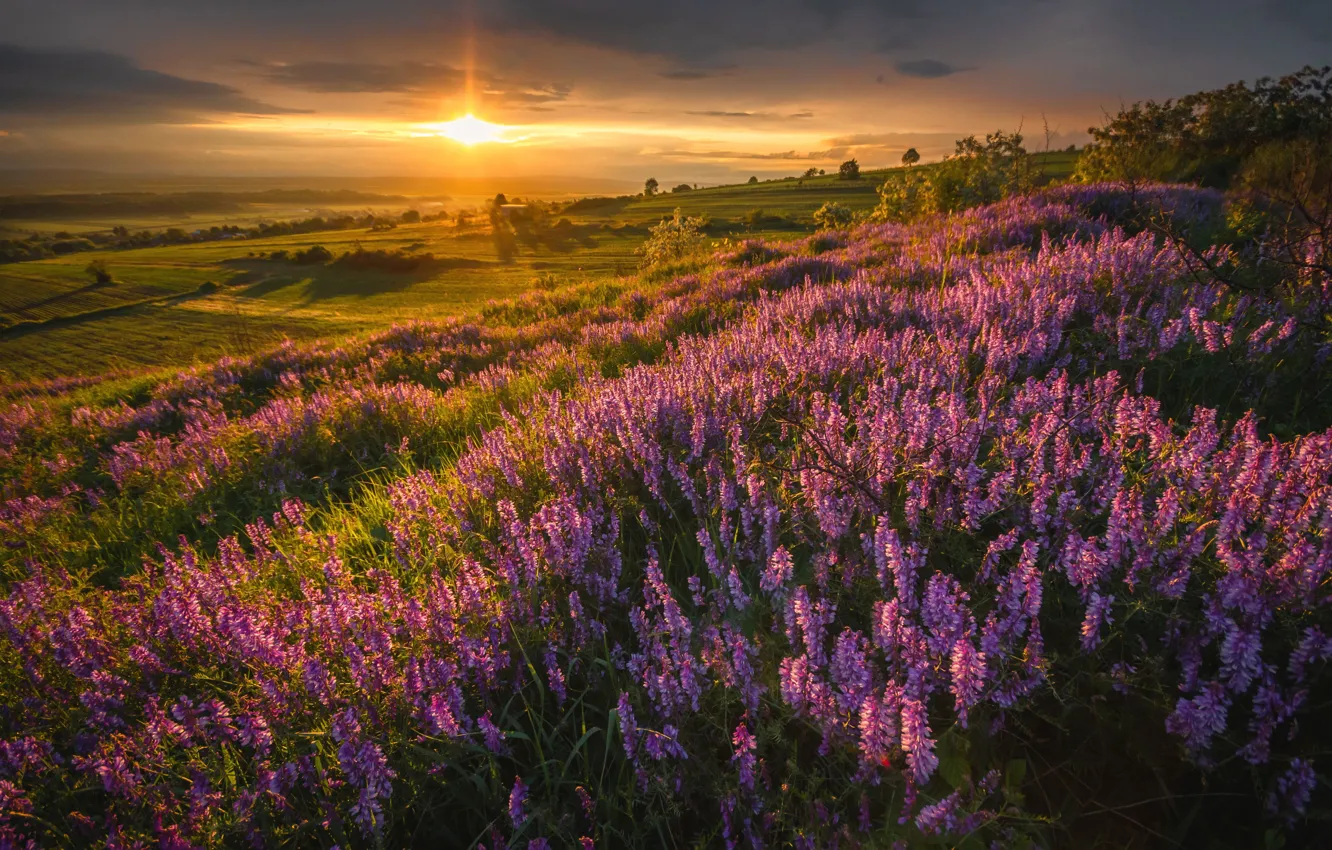 Photo wallpaper field, sunset, flowers, Heather